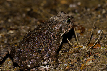 Common toad Bufo bufo in Malpartida de Plasencia. Caceres. Extremadura. Spain.