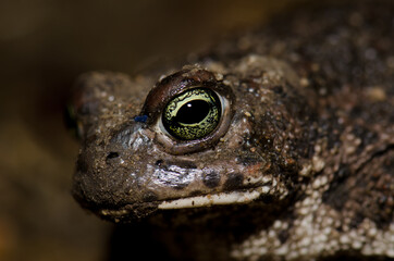 Head of common toad Bufo bufo. Malpartida de Plasencia. Caceres. Extremadura. Spain.