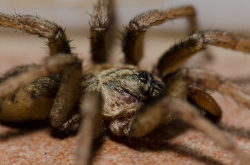 Spider in the municipality of Malpartida de Plasencia. Caceres. Extremadura. Spain.