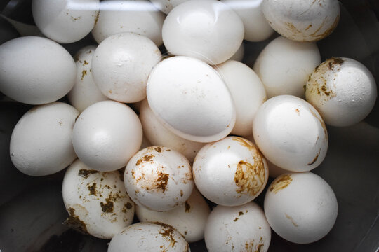 Dirty, freshly picked organic eggs, in a bowl of water
