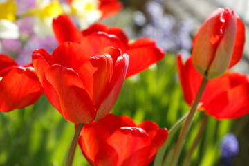Fototapeta premium Red tulips in the garden
