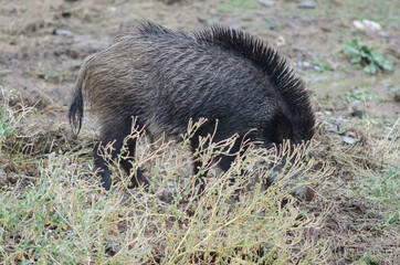 Wild boar Sus scrofa rooting in the earth. Huerto del Almez. Villareal de San Carlos. Monfrague National Park. Caceres. Extremadura. Spain.