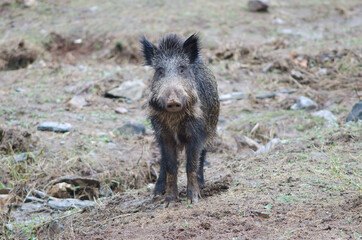 Wild boar Sus scrofa. Huerto del Almez. Villareal de San Carlos. Monfrague National Park. Caceres. Extremadura. Spain.
