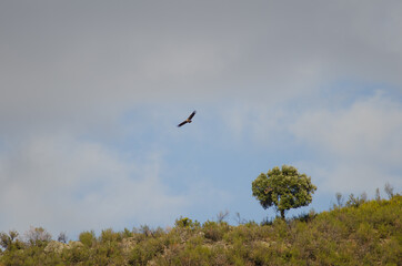 Griffon vulture Gyps fulvus gliding and evergreen oak Quercus ilex rotundifolia. Monfrague National Park. Caceres. Extremadura. Spain.