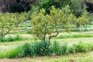  Orchard irrigation in eastern plain of Corsica