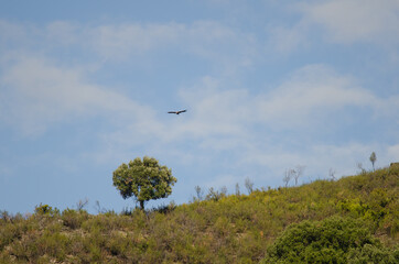 Griffon vulture Gyps fulvus gliding and evergreen oak Quercus ilex rotundifolia. Monfrague National Park. Caceres. Extremadura. Spain.