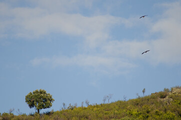 Griffon vultures Gyps fulvus gliding and evergreen oak Quercus ilex rotundifolia. Monfrague National Park. Caceres. Extremadura. Spain.
