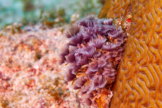 Violet Caribbean Sea Social Feather Duster Colony