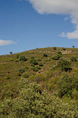 Fototapeta na wymiar Landscape in the Monfrague National Park. Caceres. Extremadura. Spain.