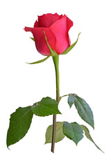 One pink rose on white background, isolate, side view