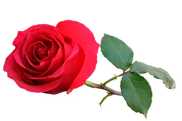 one pink rose lies on its side, close-up, white background - 402138413