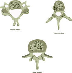 vertebral bones of cervical thoracic and lumbar types transverse section top view