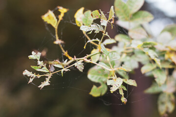 Spider Web On the Tree Branches