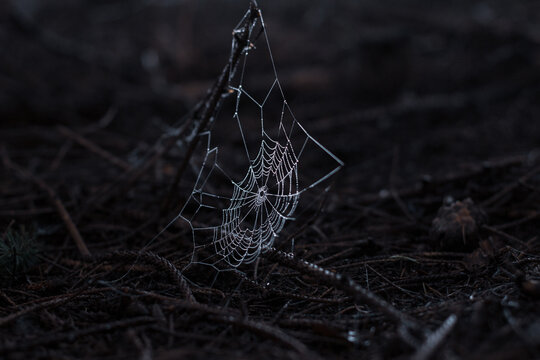 Spider Web On the Tree Branches