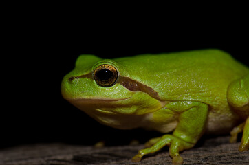 Mediterranean tree frog Hyla meridionalis. Malpartida de Plasencia. Caceres. Extremadura. Spain.