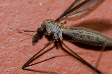 Dead true cranefly Tipula maxima. Malpartida de Plasencia. Caceres. Extremadura. Spain.