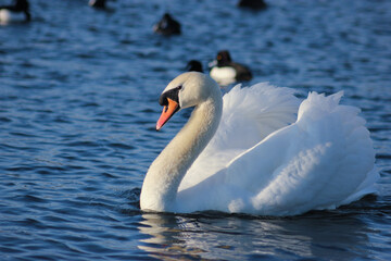 Naklejka premium Male swan, slightly aggressive, watching and protecting it`s territory.