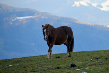 Fototapeta na wymiar Horse on a winter meadow in front of a valley