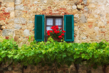Fototapeta na wymiar A window with green shutters on a old brick wall with red flowers and grapevines growning underneath glows in the sunshine during a summer day in the Tuscany region of Italy. 