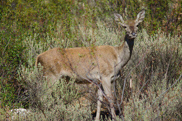 Spanish red deer Cervus elaphus hispanicus. Hind. Monfrague National Park. Caceres. Extremadura. Spain.
