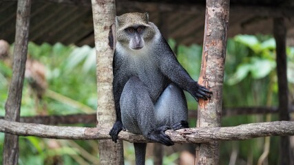 Monkey Zanzibar