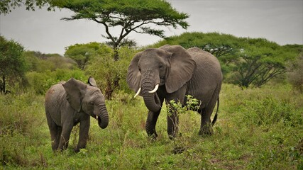 Obraz premium african elephant herd tansania tarangire