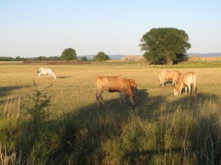 Free range cows in a meadow