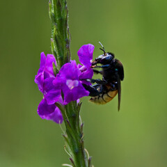 bee on a flower