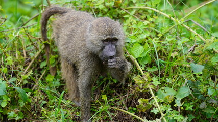 baboon sitting in the grass