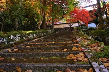 Stairs to Gyokunji Temple with beautiful autumn foliage , in Kyoto Tamba , Japan - 京都 玉雲寺の階段 秋の紅葉