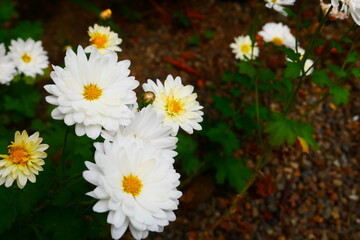 白い菊の花
