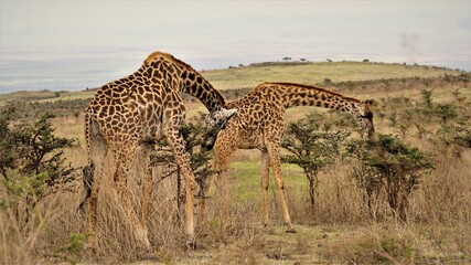 Fototapeta na wymiar Serengeti Giraffe