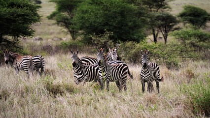 Fototapeta na wymiar serengeti Zebras