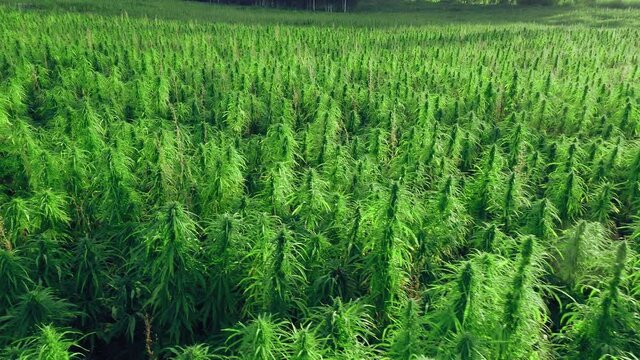 Cannabis plants on an open-air farm, Canary Islands, Spain.
Concept of CBD Hemp plantation for medical purposes,
Marijuana sativa farm.