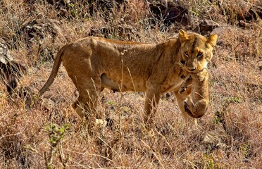 Obraz na płótnie Canvas lion cub and lioness