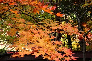 Orange Maple leaf at Gyokunji Temple , in Kyoto Tamba , Japan - 京都 オレンジ色のもみじの葉 秋の紅葉