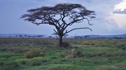 Obraz premium serengeti Tree