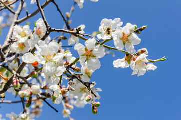 Almond flowers, springtime. Close-up of almond flowers from Datca, Mugla, Turkey