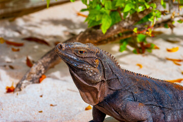 Side view Grand Cayman ground iguana with red eye