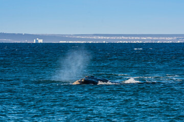 Fototapeta premium Whale jumping behavior in Peninsula Valdes Patagonia, Argentina