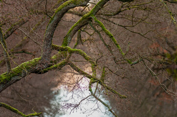 Moss growing on branches hanging over a small lake. Winter of 2020.