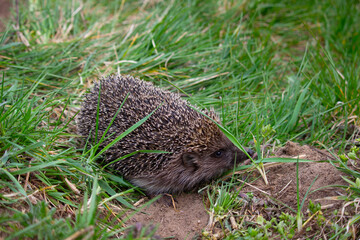 Funny little hedgehog in the green grass