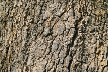 Close up of tree bark