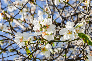 Almond flowers, springtime. Close-up of almond flowers from Datca, Mugla, Turkey
