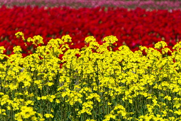 菜の花畑。朝日、富山、日本。４月中旬。