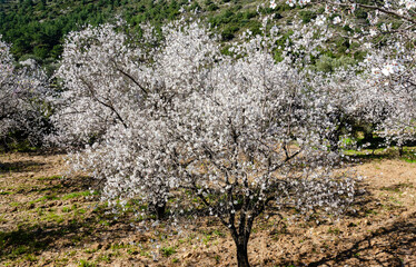 Almond trees blooming in orchard against blue, Spring sky. Datca, Mugla, Turkey