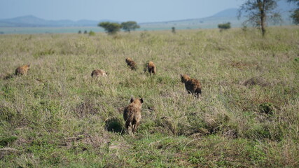 Obraz na płótnie Canvas Serengeti Hyena