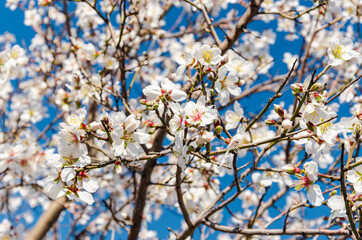 Obraz premium Almond flowers, springtime. Close-up of almond flowers from Datca, Mugla, Turkey