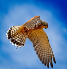 hawk in flight