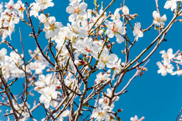 Almond flowers, springtime. Close-up of almond flowers from Datca, Mugla, Turkey